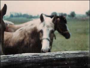 Horses on the Hastings Farm